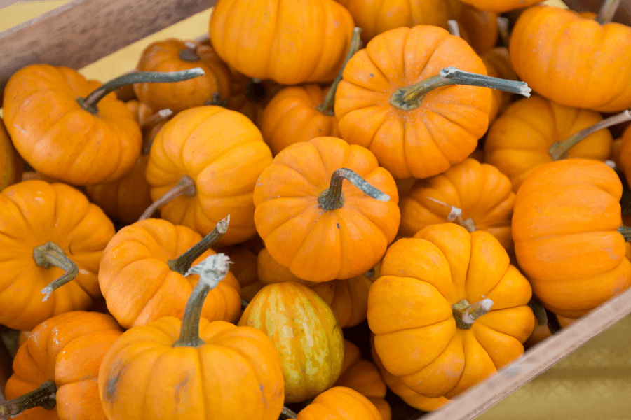 Fall Bucket List 2020