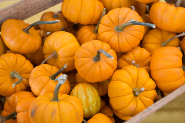 Fall Bucket List 2020