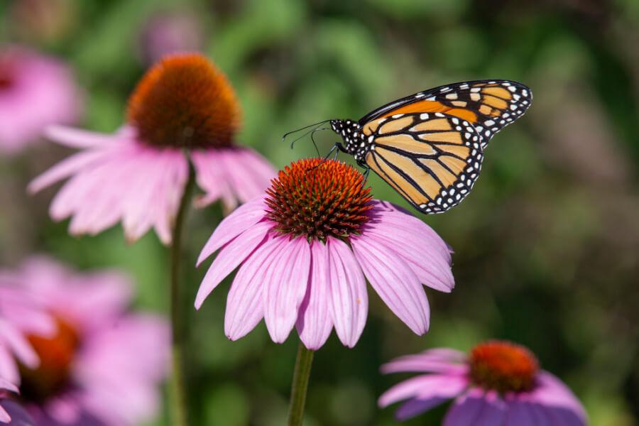 7 Ways to a Great Stay-cation in Michigan’s Great Southwest